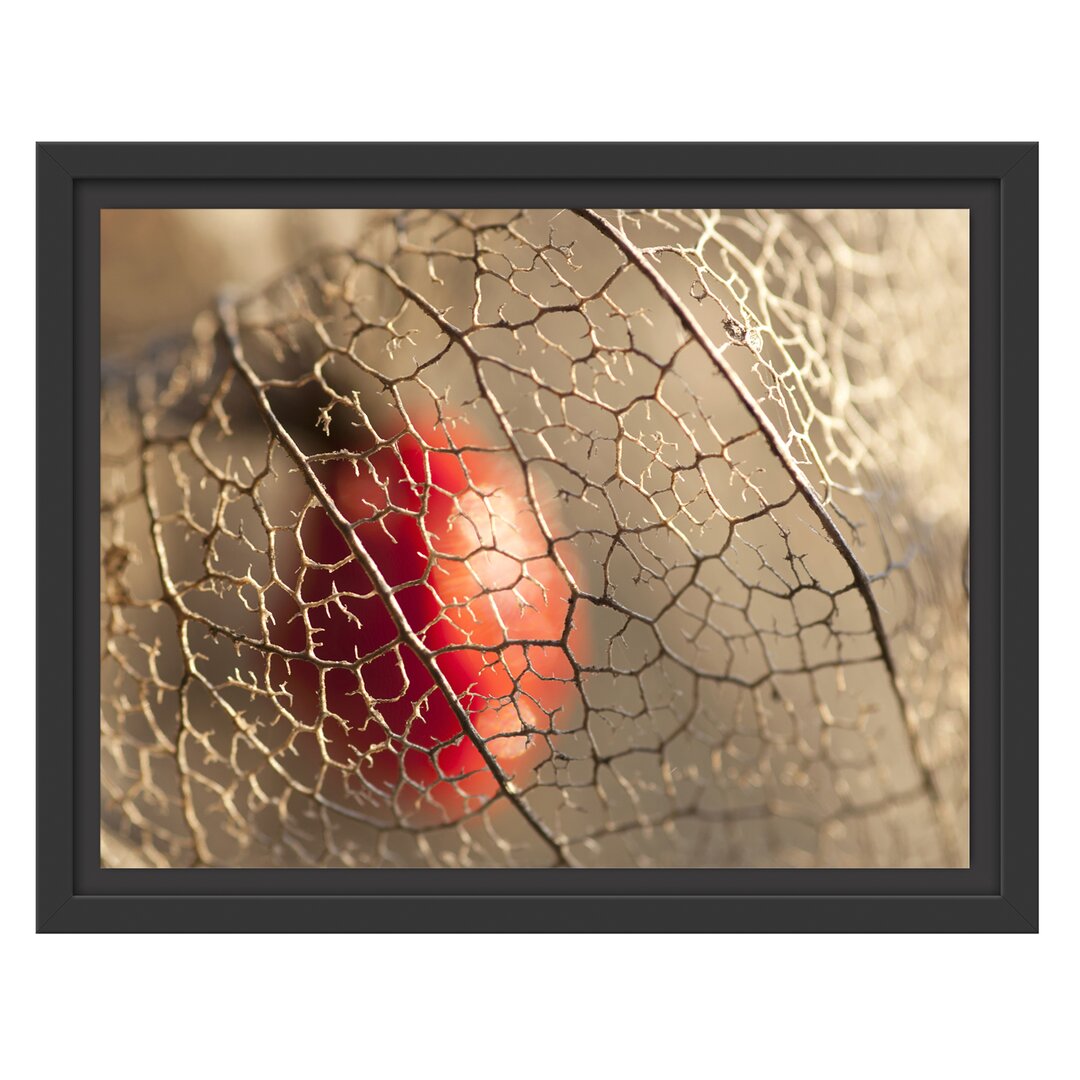 Gerahmtes Wandbild Rote Physalis