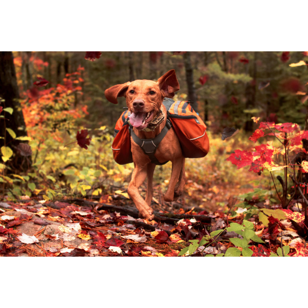 Leinwandbild Vizsla on Autumn Hike