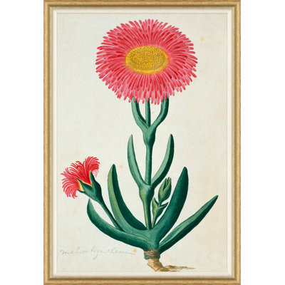 La collection africaine Gordon: Plantes, Robert Jacob Gordon, 1777 à 1786