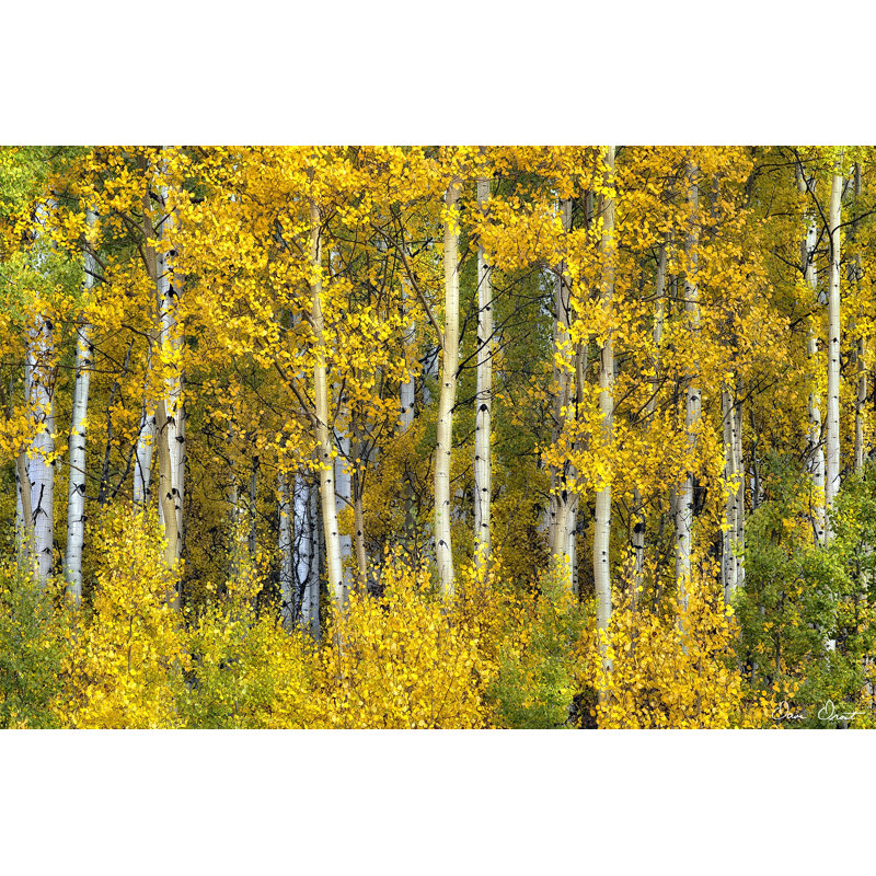 Yellow Woods II - Wrapped Canvas Painting, 30cm H x 46cm W x 3.8cm D