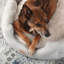 Lit pour tout-petits confortable et confortable CownleTown-103894222-103894228