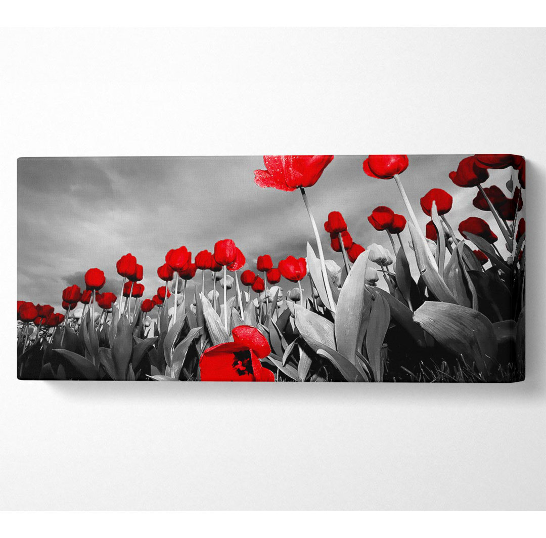 Roter Tulpenhimmel B N W - Druck