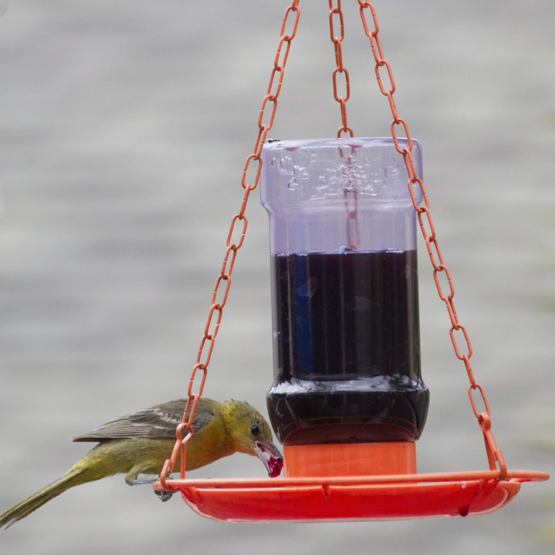 Mangeoire pour colibris Kowalewski Oriole Jelly