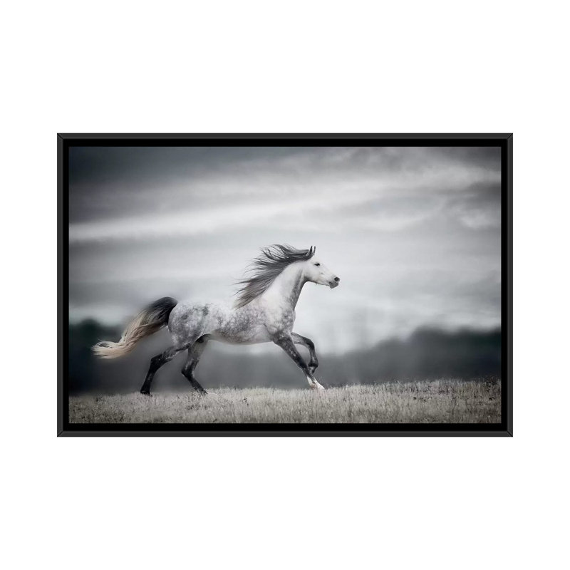 «Wind Blown Mane II» par PH Burchett - Impression sur toile, H 18 po x l 26 po x P 1,5 po, Toile encadrée noire, Pas de tapis