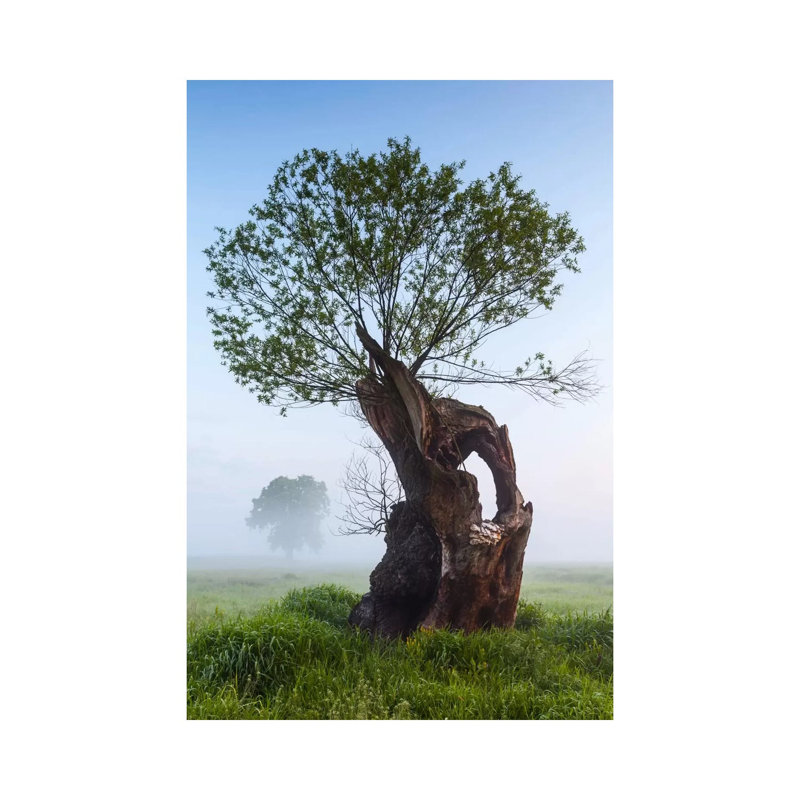 Poland, Greater Poland, Rogalin, Oaks II by Mikolaj Gospodarek - Wrapped Canvas Print, 66.04 cm H x 45.72 cm W