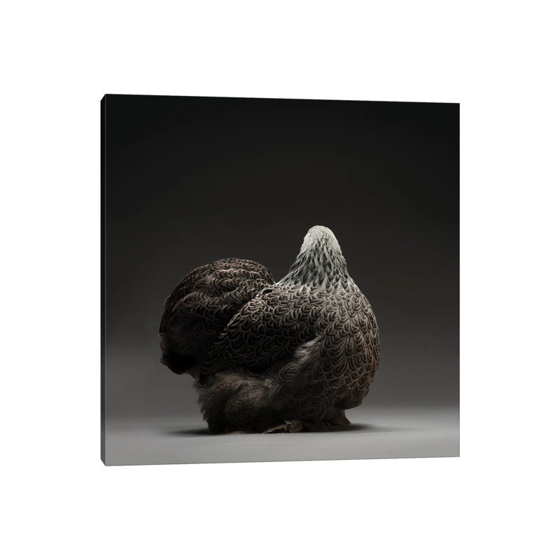 Cochin Bantam by CHICken - Wrapped Canvas Print, 30.48 cm H x 30.48 cm W