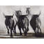 Running Fierce Bulls Print On Canvas