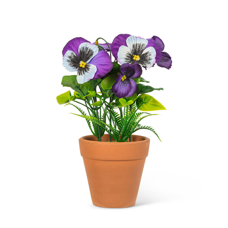 Pensées jaunes en pot, Mauve/blanc