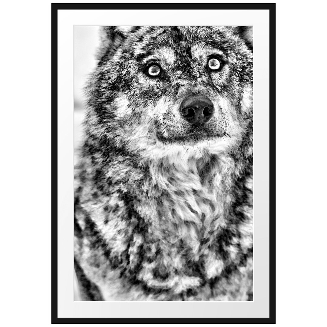 Gerahmtes Poster Niedlicher Wolf im Schnee