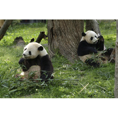 Géant des Pandas se nourrissant par Miflippo - Photographie sur toile tendue