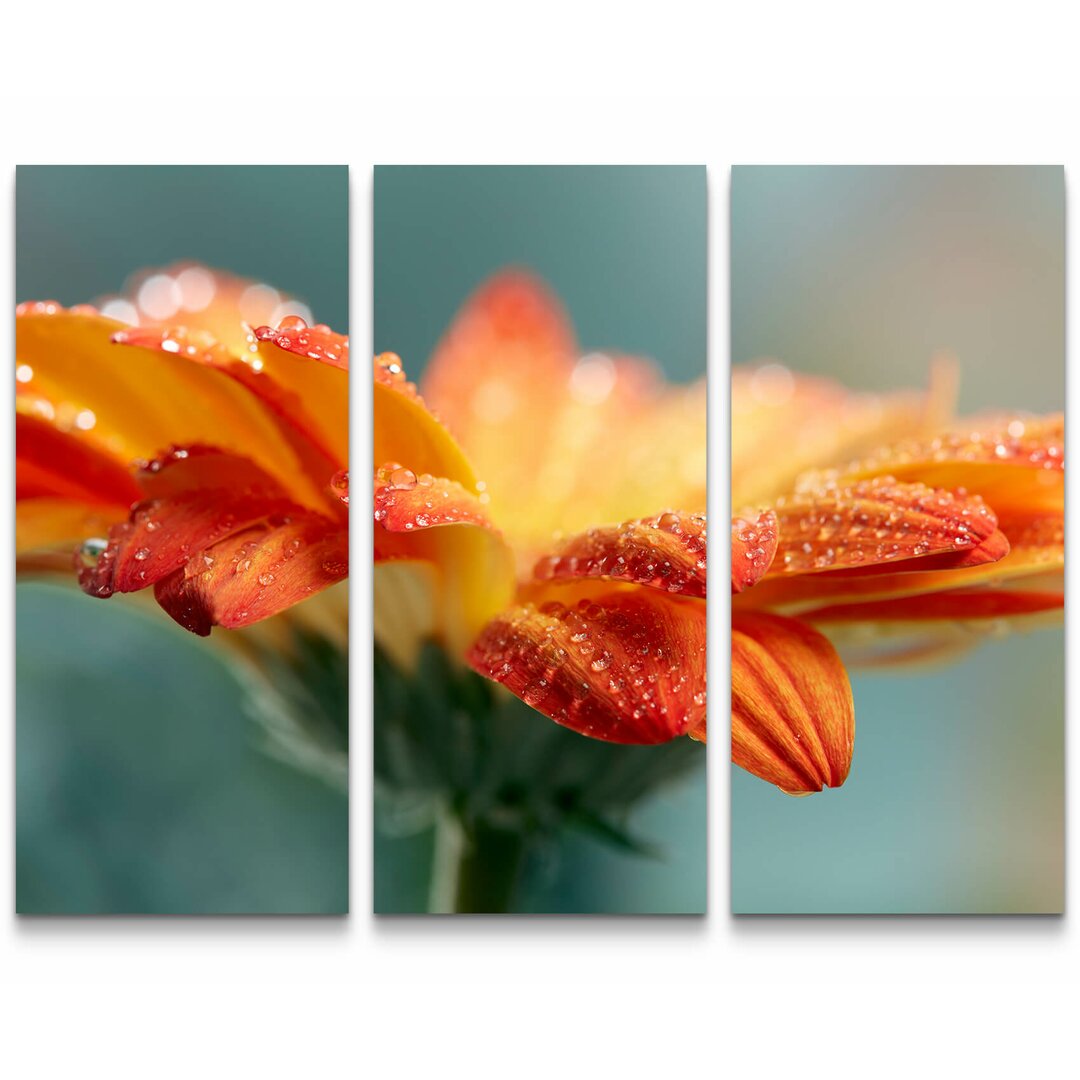 3-tlg. Leinwandbilder-Set Orange Gerbera mit Wassertropfen