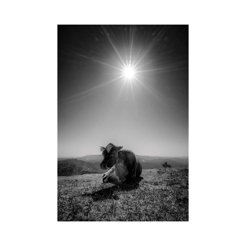Cow II by Glauco Meneghelli - Print on Canvas, 66.04cm H x 45.72cm W x 3.81cm D, Wrapped Canvas