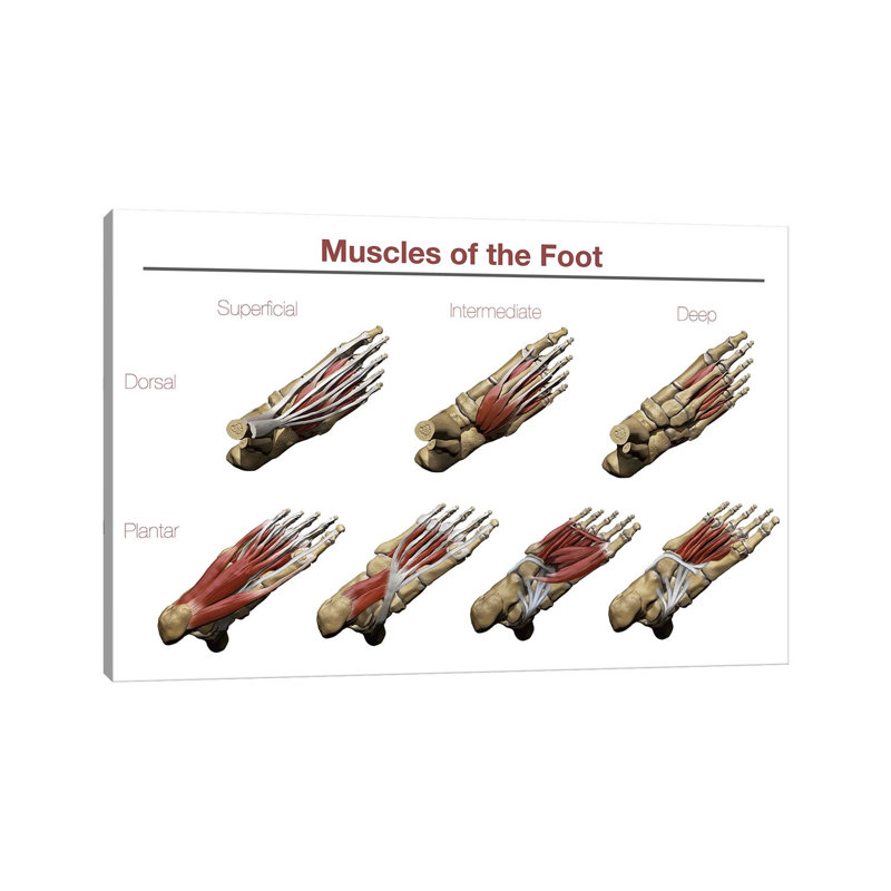 Muscles of the Foot par Photon Illustration - impression sur toile tendue, H 8 po x l 12 po x P 0,75 po