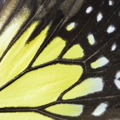 Aile papillon Sharre jaune par Panuriangjan