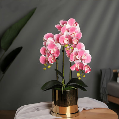 Orchid Arrangement