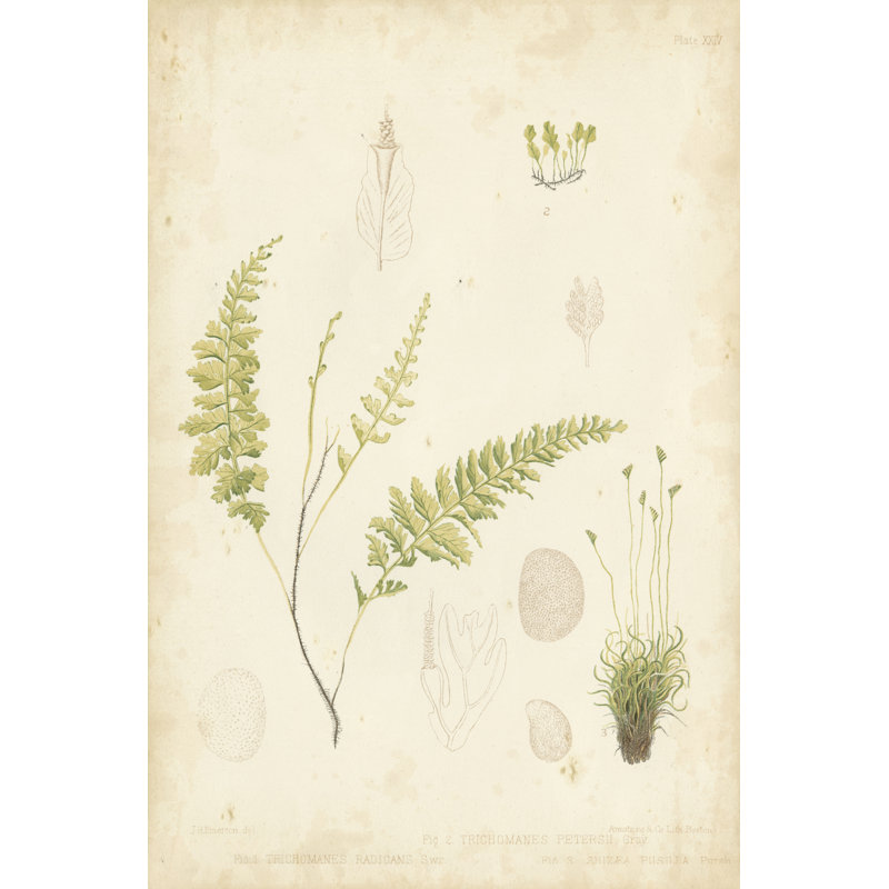 Fern Study IV by Vision Studio - Wrapped Canvas Painting, Wrapped Canvas, 76 cm H x 51 cm W