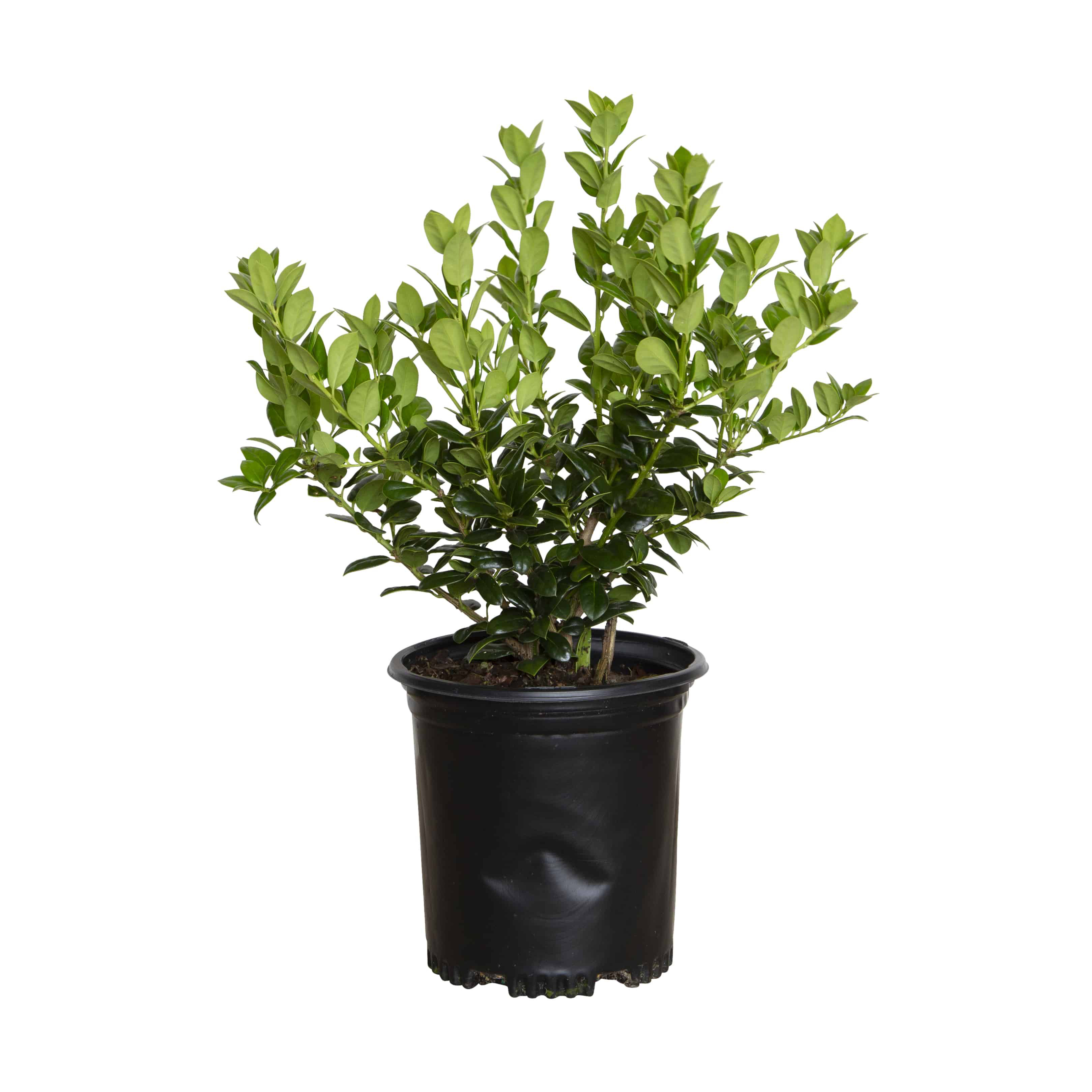 Plants by Mail 2.5 Quart Dwarf Burford Holly Live Plant | Wayfair