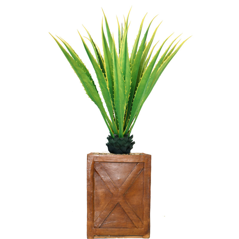 Agave en pot Panama