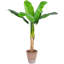 20 plantes