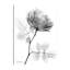 «Rose Dynasty 1», toile tendue par Albert Koetsier-923670381