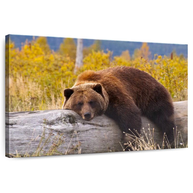 Ours grizzly au repos Brampt, H 34 po x l 51 po