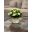 Kalanchoe Arrangement in Fiberstone Pot-1078803482