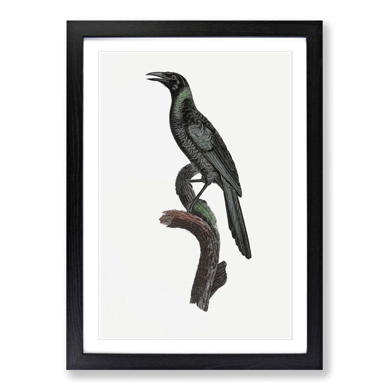 Manucode Bird of Paradise by Jacques Barraband - Picture Frame Painting Print, 65cm H x 48cm W x 2cm D, Black Framed