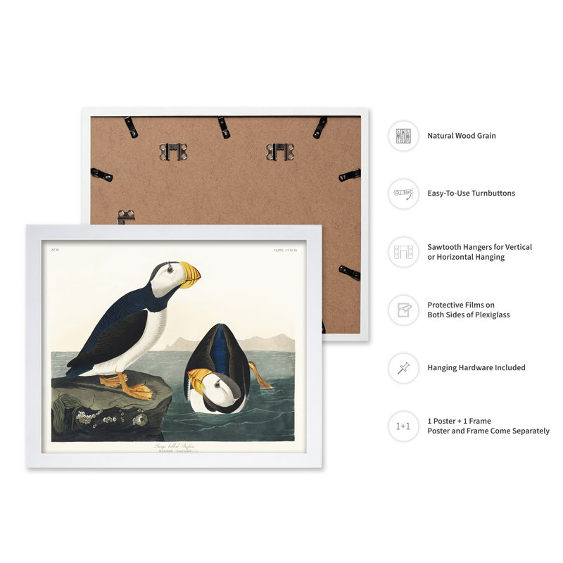 John James Audubon - grand macareux moine, Poster, White Framed, 08"H x 10"W