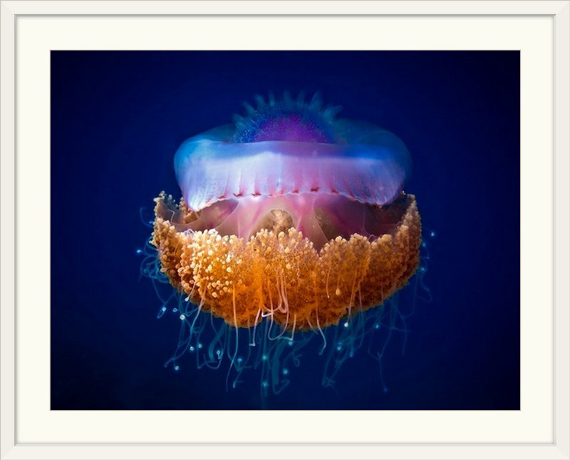 «Straub 'Fried Egg Jellyfish», impression, H 20 po x l 24 po x P 1 po, Cadre blanc