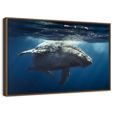Baleine écumante