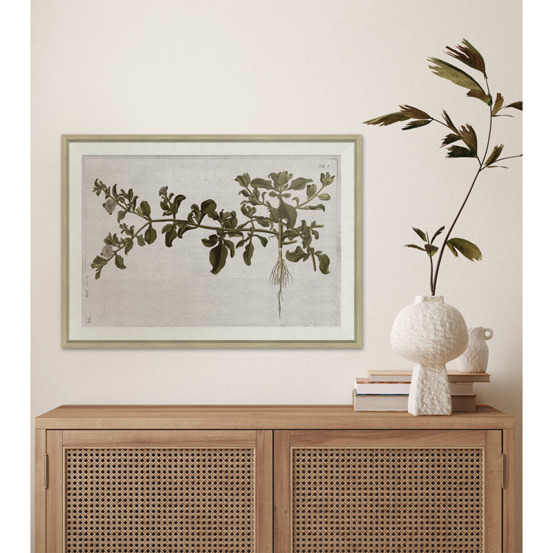17th Century Horticultural Studies II Painting
