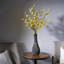 Forsythia 35 po x4