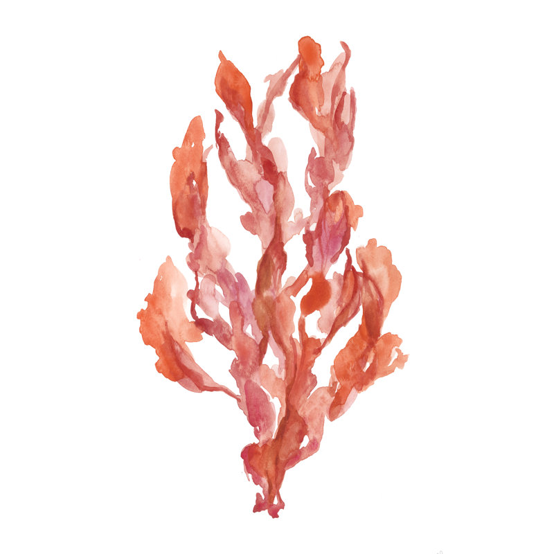 Peinture sur toile "Coral Kelp II", H 12 po x l 8 po