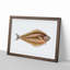 Atlantic Halibut Fish by Edward Donovan - Single Picture Frame Painting-55456819-55456820