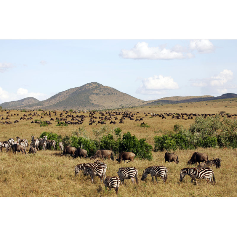Animal Landscape On The Masai Mara by Through-my-lens - Wrapped Canvas Print, 51cm H x 76cm W x 3.8cm D