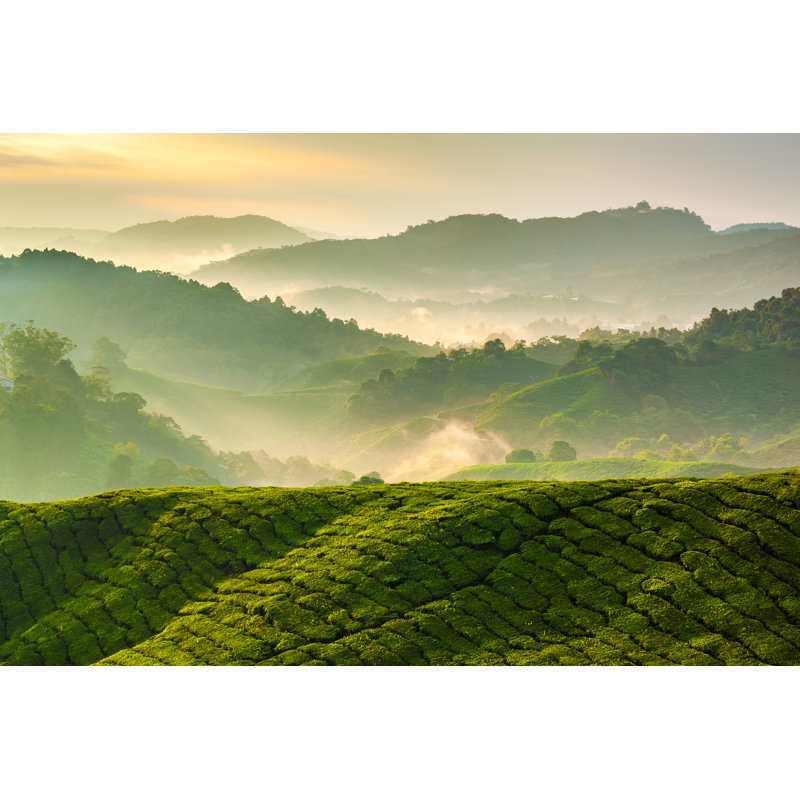 Zambom Cameron Highlands Tea Plantation - Wrapped Canvas Print, 20cm H x 30cm W x 3.8cm D