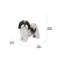Shih Tzu debout