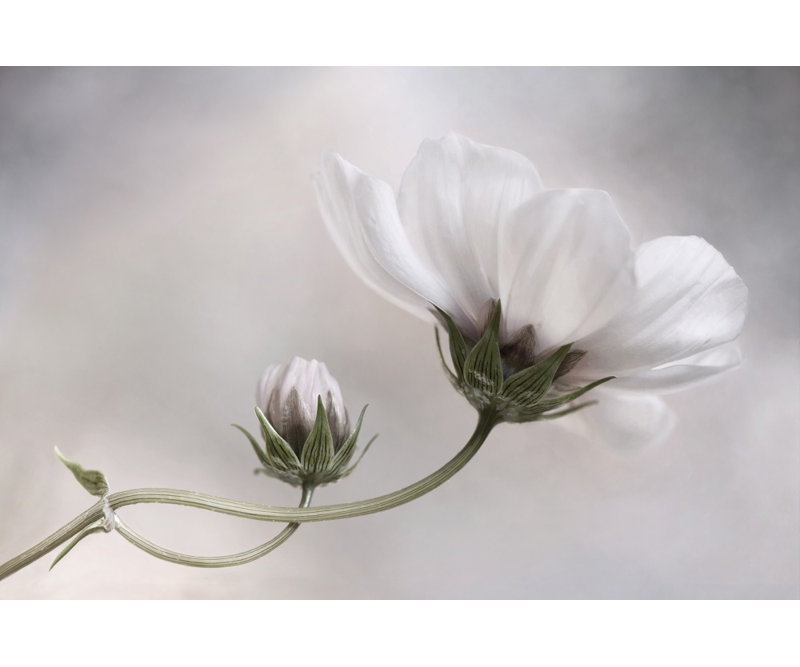 1 Piece Wrapped Canvas Wall Art, 121.92 cm H x 81.28 cm W