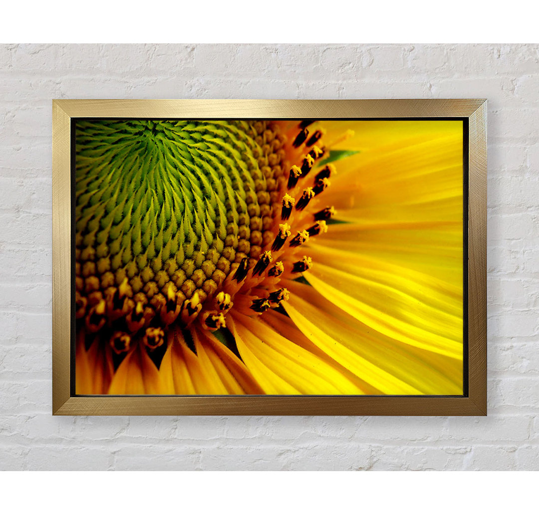 Leinwandbild Gelbe Sonnenblume - Blumen