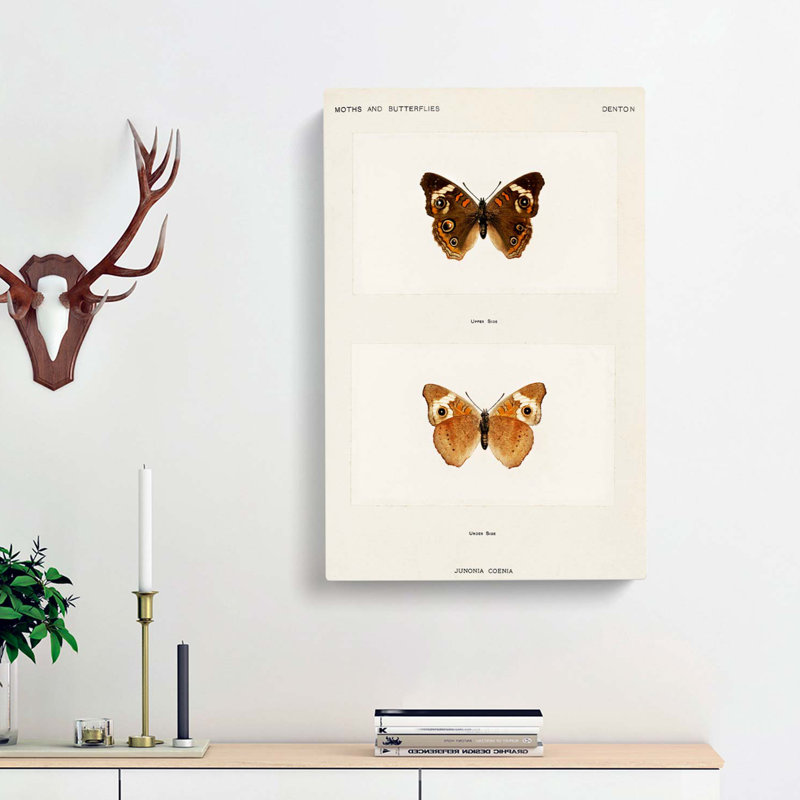 Buckeye Butterfly by S.F. Denton - Wrapped Canvas Painting, 50cm H x 35cm W x 3cm D