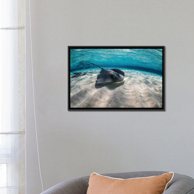« stingrays nageant the ocean floor the ocean », reproduction de photo sur toile