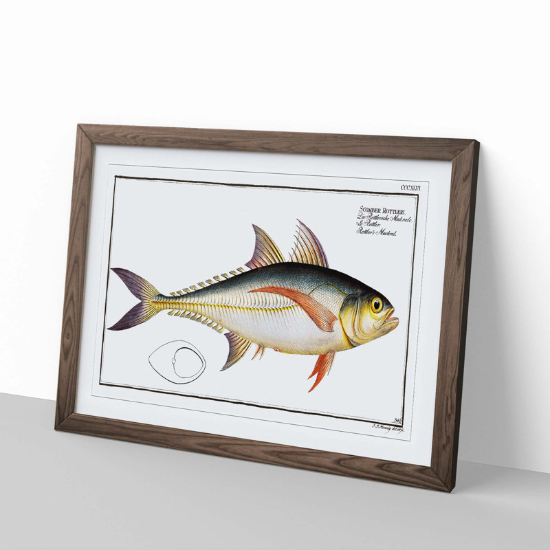 Rottler's Mackerel Fish by M.E. Bloch - Picture Frame Graphic Art Print, Walnut, 40cm H x 60cm W x 2cm D