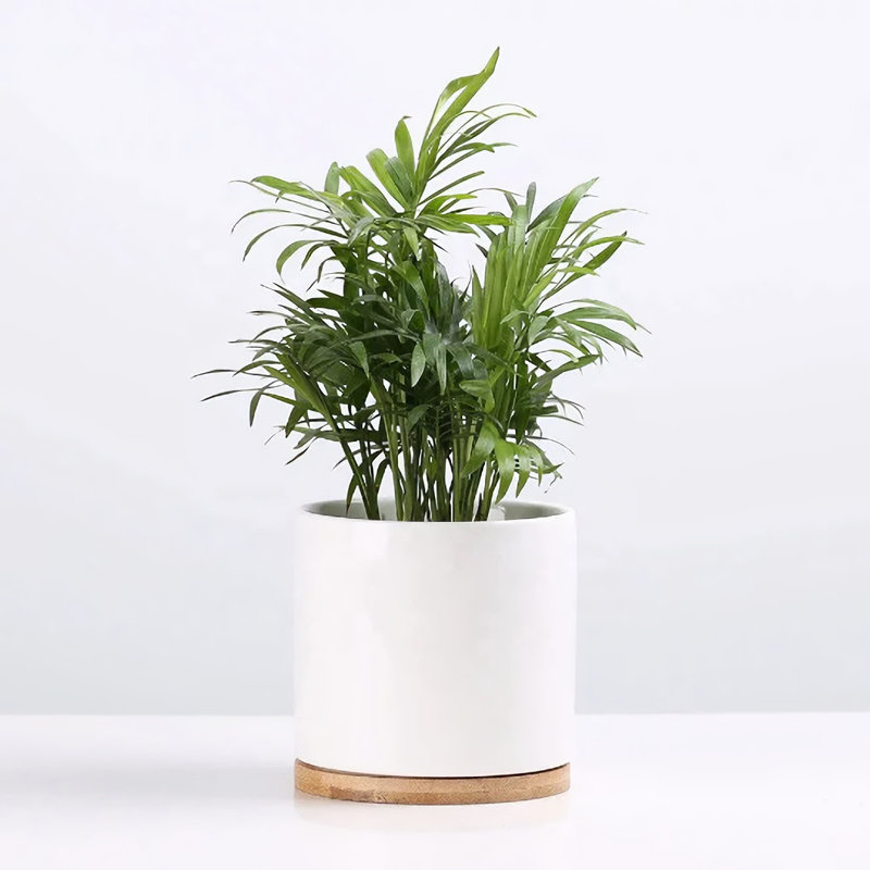 Pot de fleurs en céramique Lamprecht, Blanc