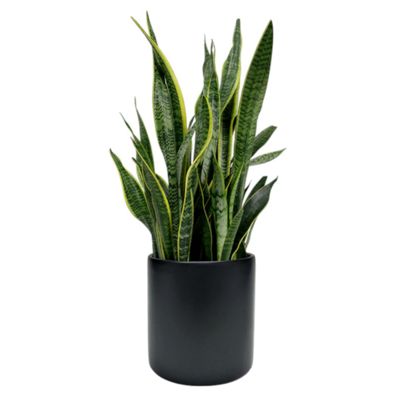 Fiberglass Round Pot Planter, Black, 12" H x 12" W x 12" D