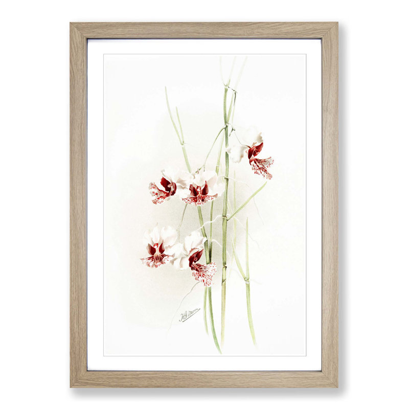 Magnolia Flowers Illustration Tab.74 by Frederick Sander - Picture Frame Art Print, 60cm H x 40cm W x 2cm D, Oak