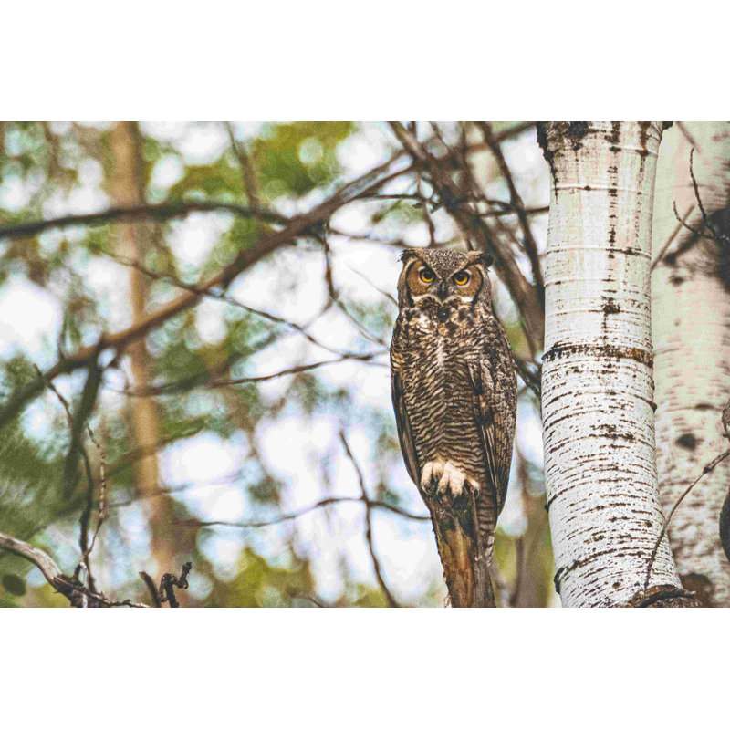 Photographie d'un hibou dans un bouleau, H 24 po x l 36 po