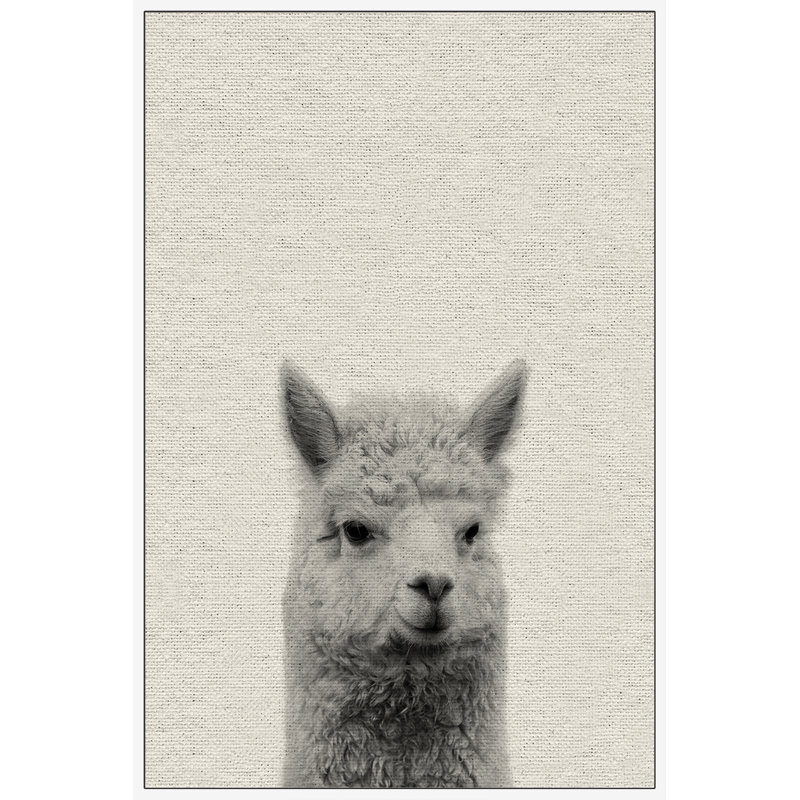 Llama Surprise - Drawing on Canvas, 114cm H x 76cm W