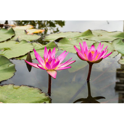 Addalynn, belle photo de lotus rose. par Suprunvitaly
