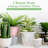 American Plant Exchange Windmill Palm Tree, 10-Inch Pot, Cold-Hardy Landscape Plant, Withstands Down to Zero Degrees F