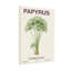 «Plants & Flowers Papyrus Plant», reproduction d'art botanique-2038603270